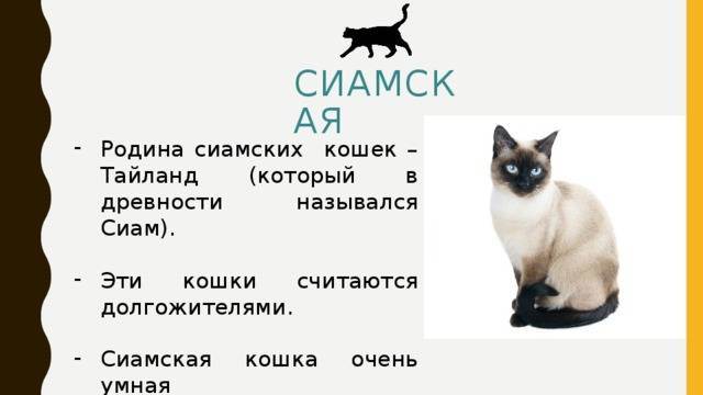 Как назвать котёнка - имена и клички для кошек
