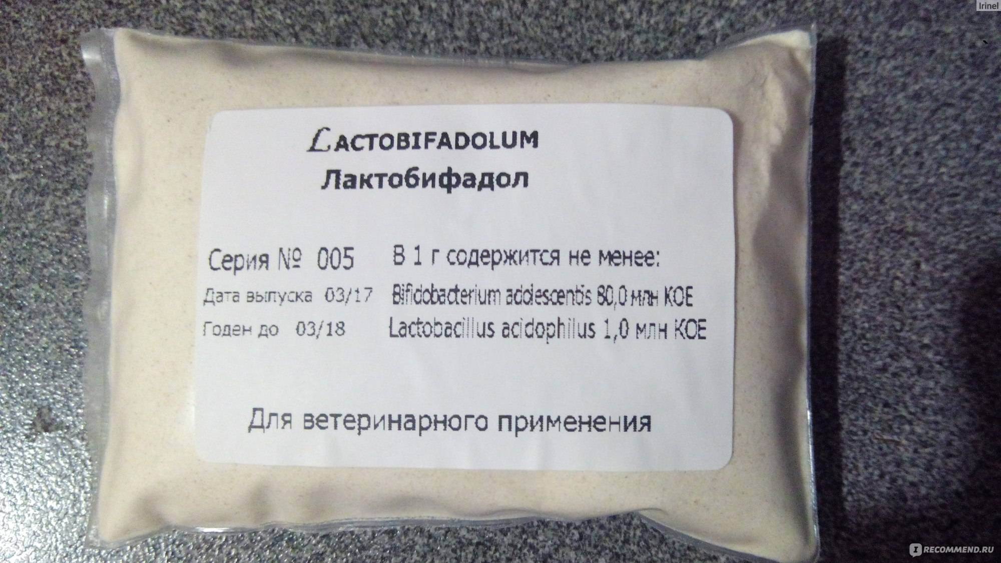 Лактобифадол для кошек: стоит ли давать и противопоказания
