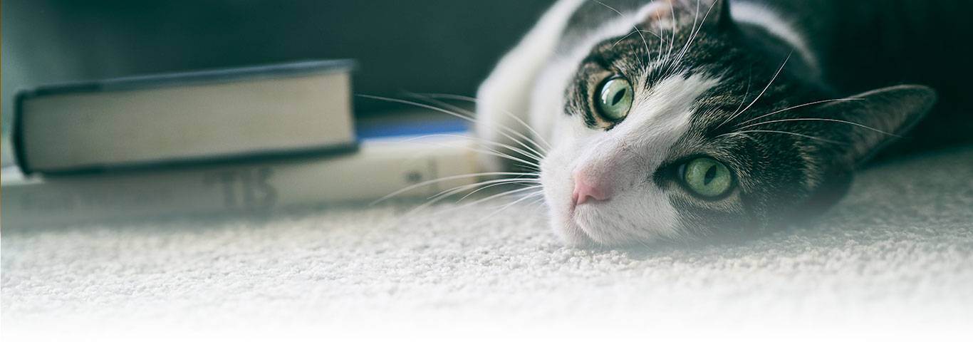 У кота учащенное дыхание сухой нос. у вашей кошки горячие уши и сухой нос – болезнь или обычное явление? у кота горячий нос – что делать