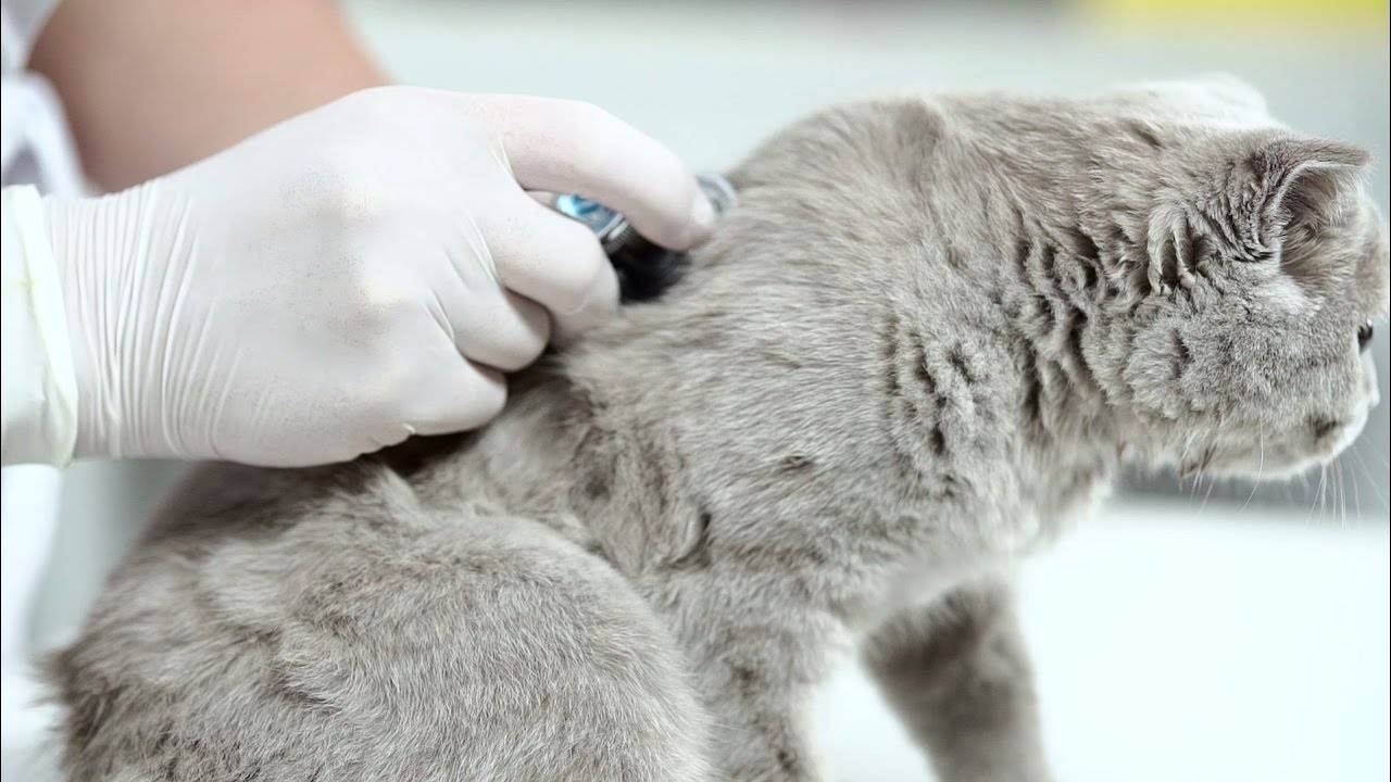 Чем кормить кошку после отравления: меню и рацион для реабилитации