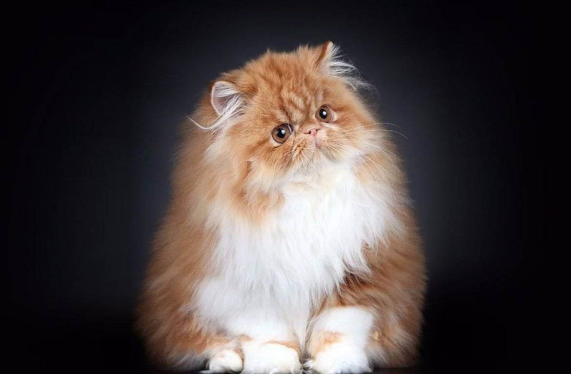 Самые спокойные породы кошек: описание послушных котов для квартиры. как выбрать кошку?