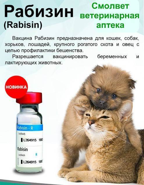 Рабизин для кошек