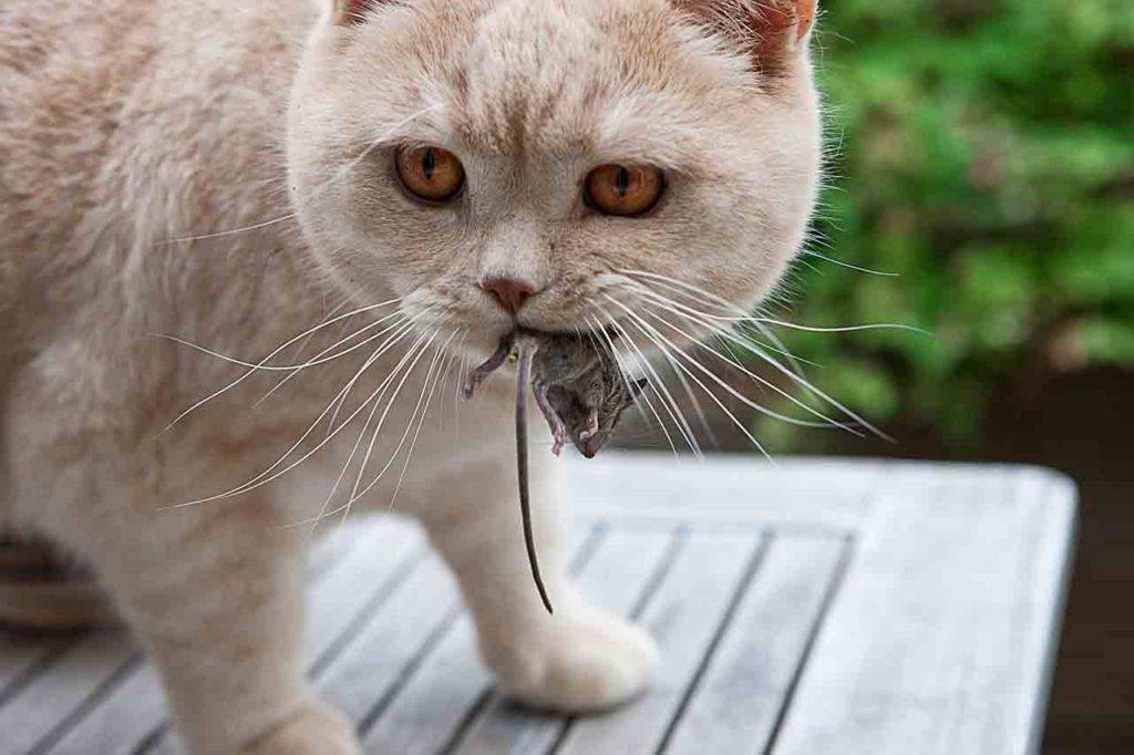 Глисты у кошек: причины, симптомы, профилактика и лечение заражения гельминтами