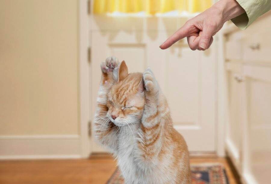 Агрессия у кошек и котов