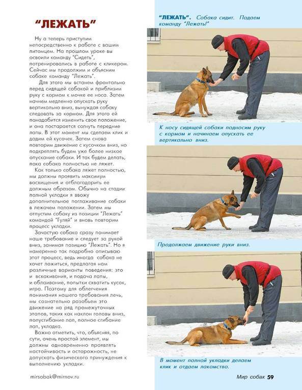Пошаговое руководство по обучению собаки команде фас самостоятельно дома