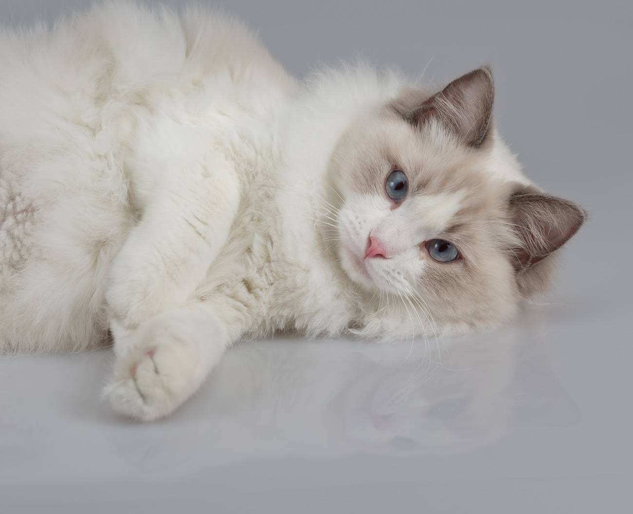 Кошка рэгдолл: описание породы, характер, фото, цена котенка