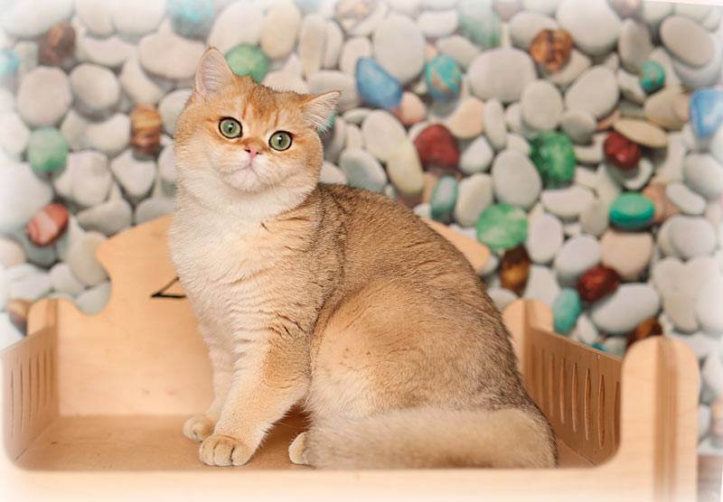 Кошка шиншилла (фото): это не порода, это изящная серебряная дымка в окрасе - kot-pes