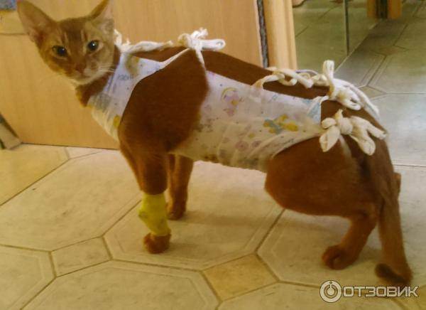 Кошке после операции одевают. Попона послеоперационная для кошек. Послеоперационный бандаж для кошки. Бандаж попона для кошки. Послеоперационная повязка для кошек.