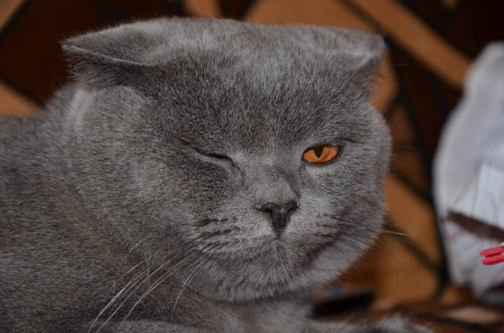 Что означает, если кошка щурит один глаз?