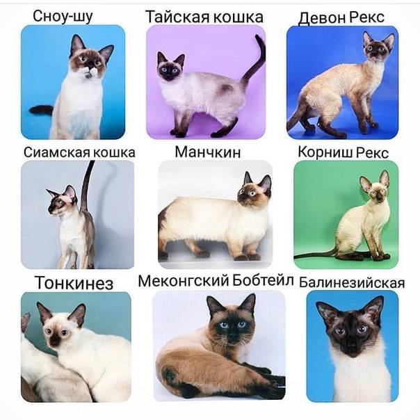 Тайские кошки — описание породы и характер
