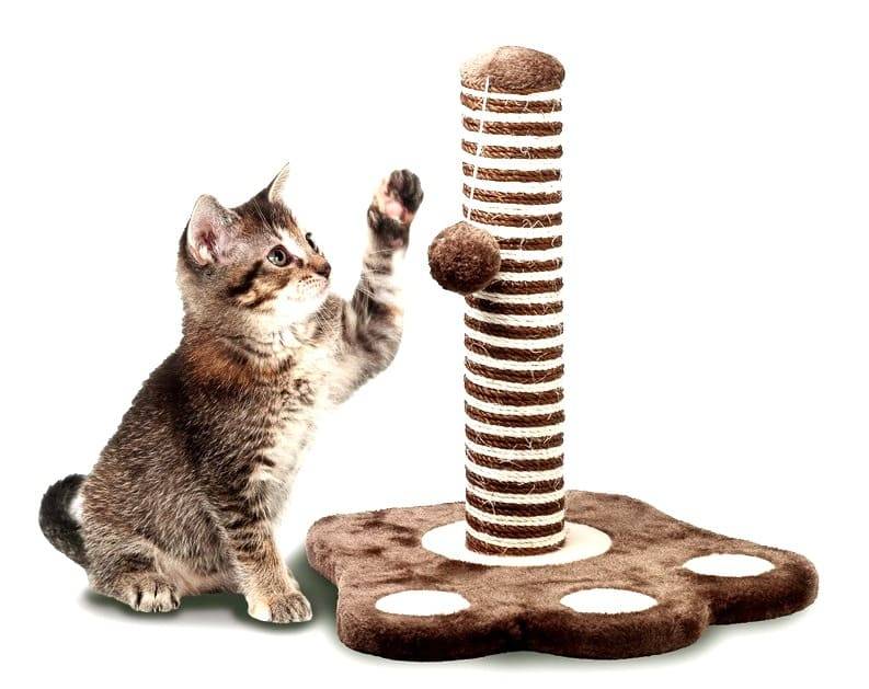 Как приучить кошку к когтеточке: экспресс-метод, модели когтеточек