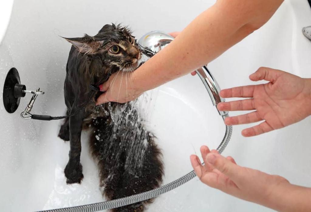 Можно ли мыть кота обычным шампунем? какие средства используют