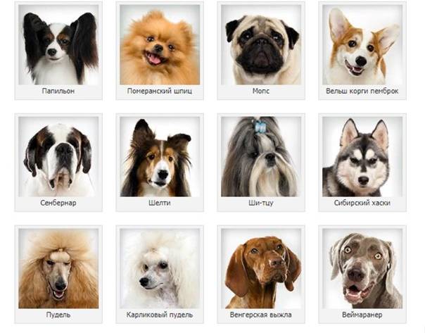 Популярные породы собак: рейтинг 2020 модных и известных пород