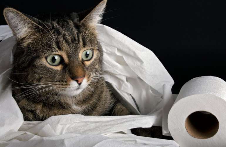 Симптомы стресса у кошек и способы его снятия
