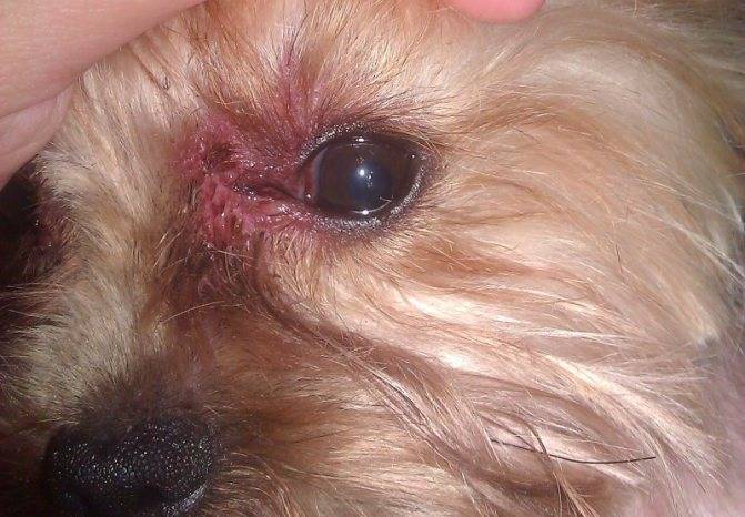 Почему слезятся глаза у собаки? - статьи о ветеринарии «свой доктор»