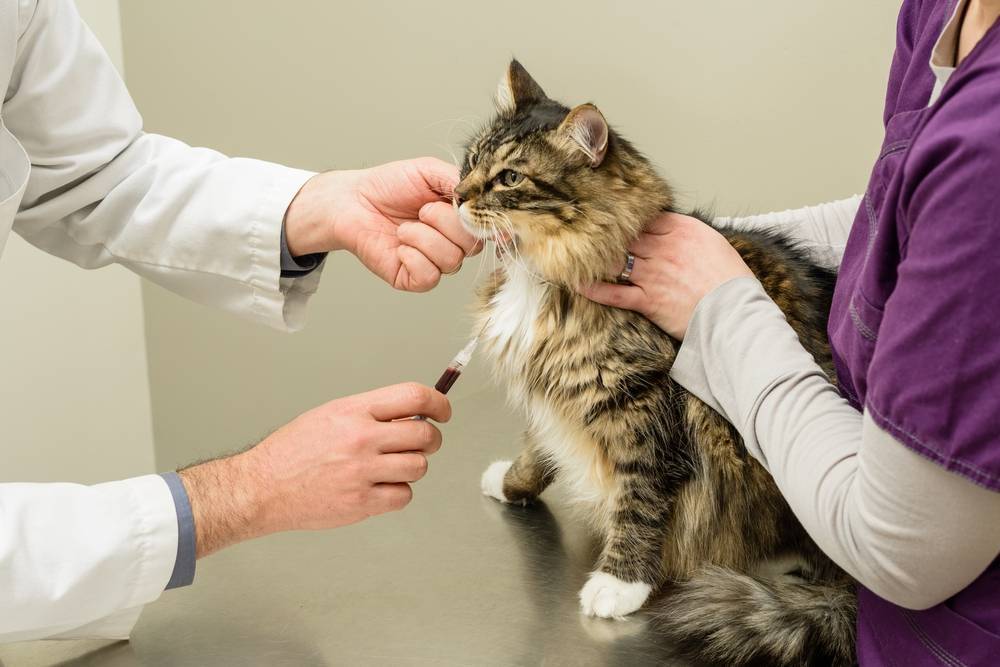 Вакцина от токсоплазмоза для кошек - кошки и собаки