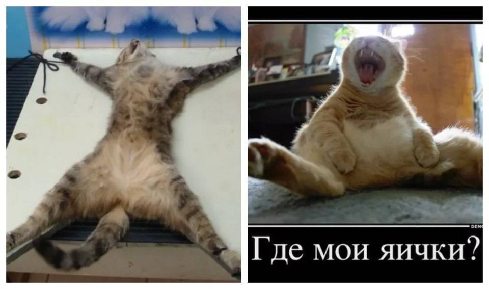 Почему кошка орет после стерилизации - oozoo.ru