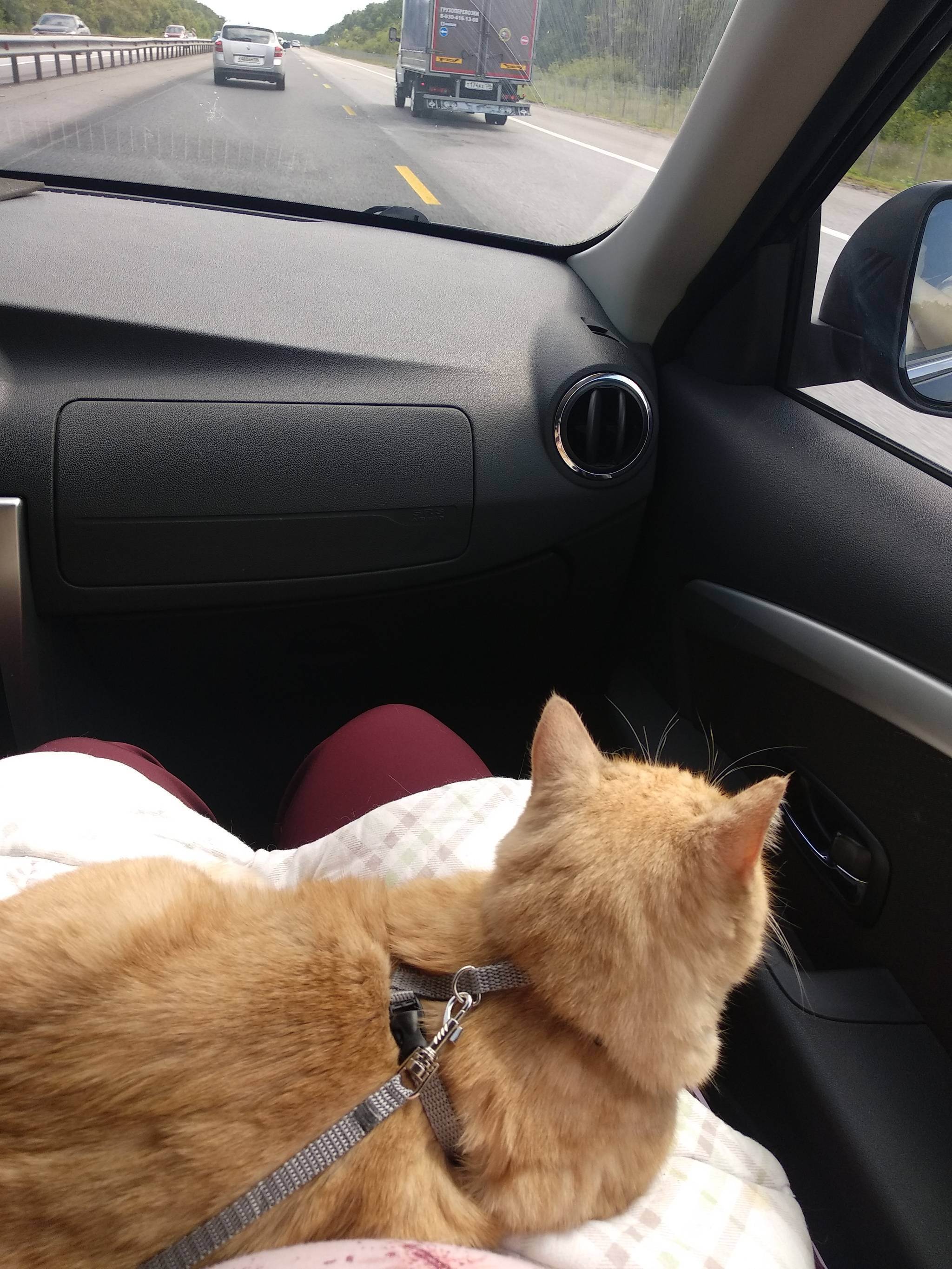 Как путешествовать с кошкой