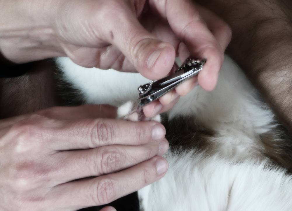 Как правильно подстричь когти кошке и коту в домашних условиях, когда можно стричь ногти котенку и нужно ли, сколько стоит