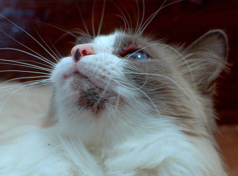 Гнойные болячки на подбородке у кошки: лечение, причины