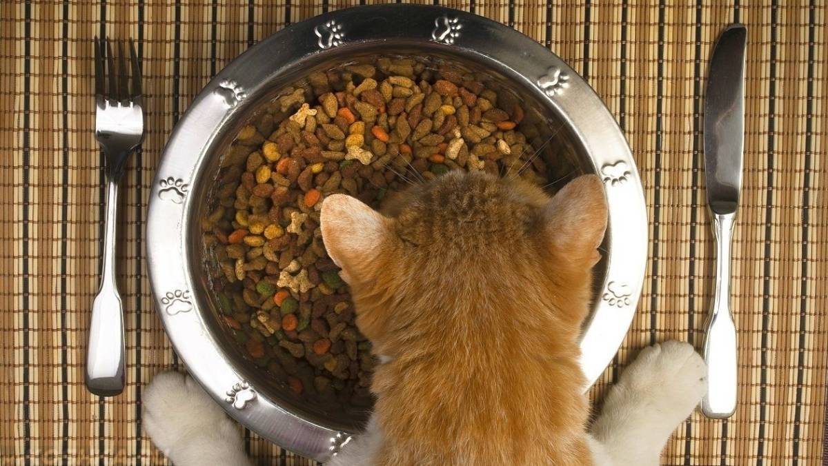 Как приучить котенка к сухому корму: переводим без проблем