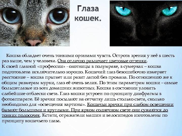Гетерохромия у животных ‣ catdogcity