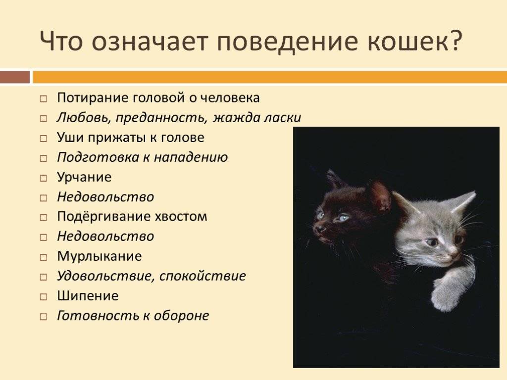 Агрессия у кошек: причины и способы устранения
агрессия у кошек: причины и способы устранения
