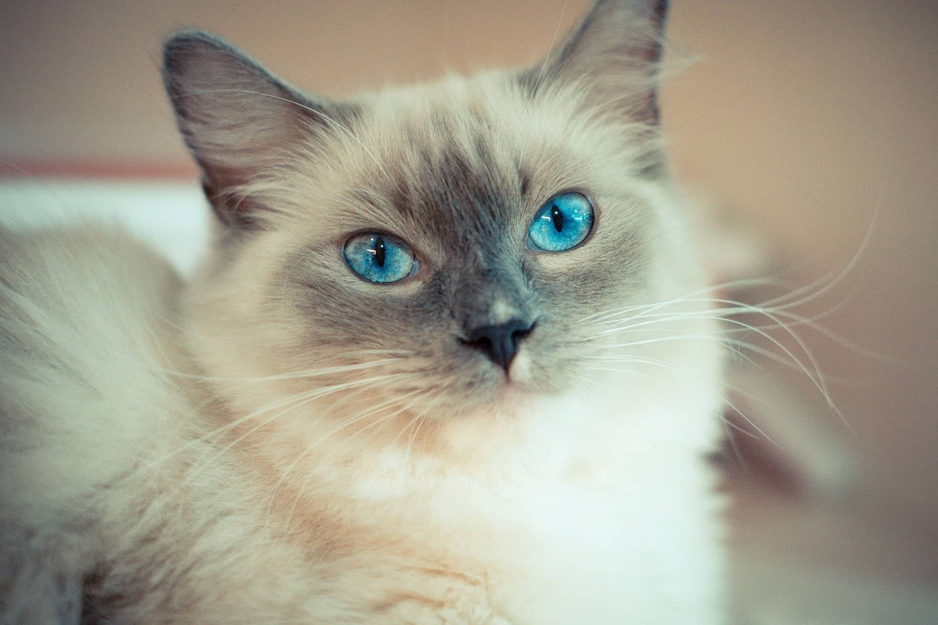 Порода кошек с разными глазами: 20 удивительных фото