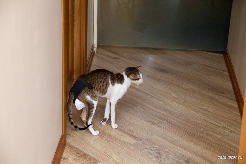 10 методов как отвадить котов метить дверь