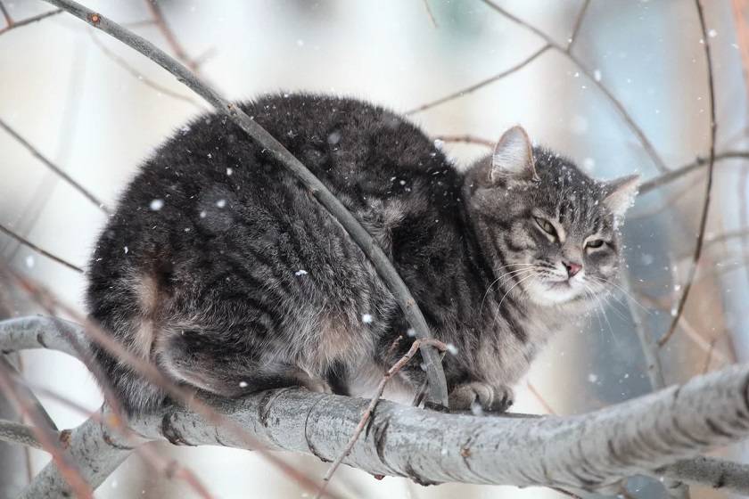 Что будет с кошкой на холоде?