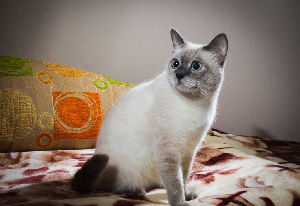 Окрасы тайских кошек и котов - фото с описанием: табби, сил-поинт, голубой (блю-поинт) и др.