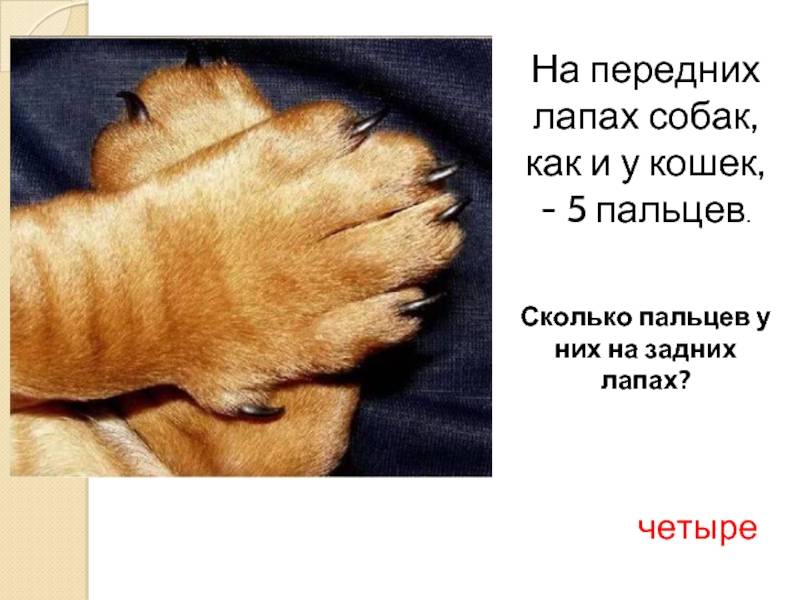 Сколько у кошки и котов пальцев: норма и отклонения, особенности