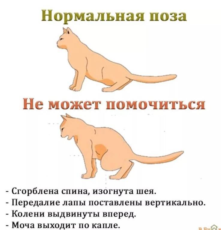 Пиометра у кошек