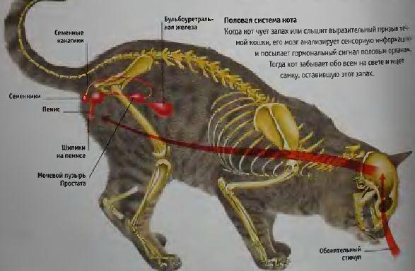Спаривание кошек и котов: как проходит вязка, что делать хозяину, анатомические особенности половых органов у кошачьих, в том числе члена