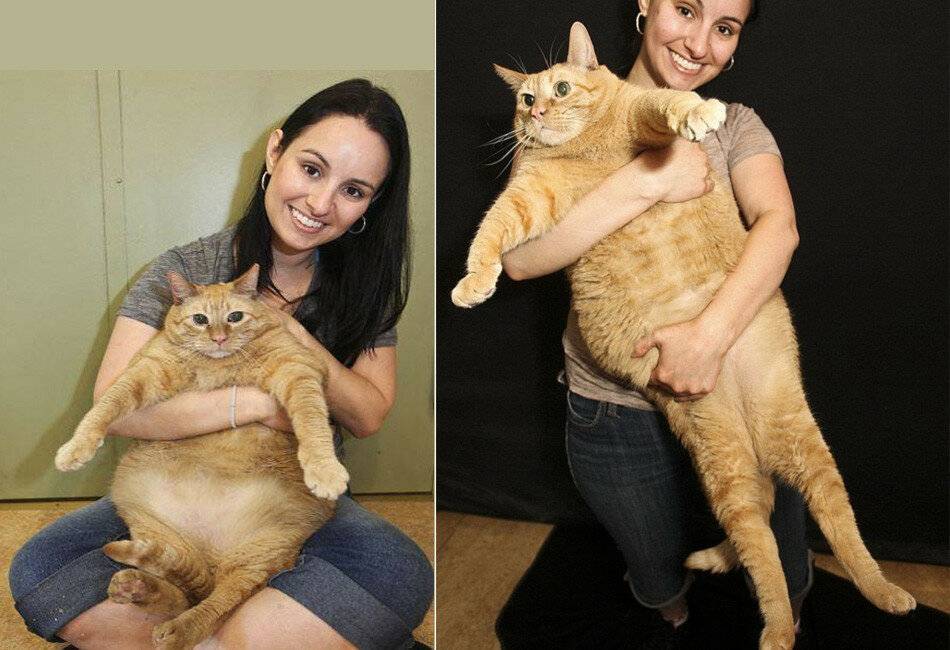 Самый толстый кот в мире по версии книги рекордов гиннесса с фото: сколько весит кошка-рекордсмен?