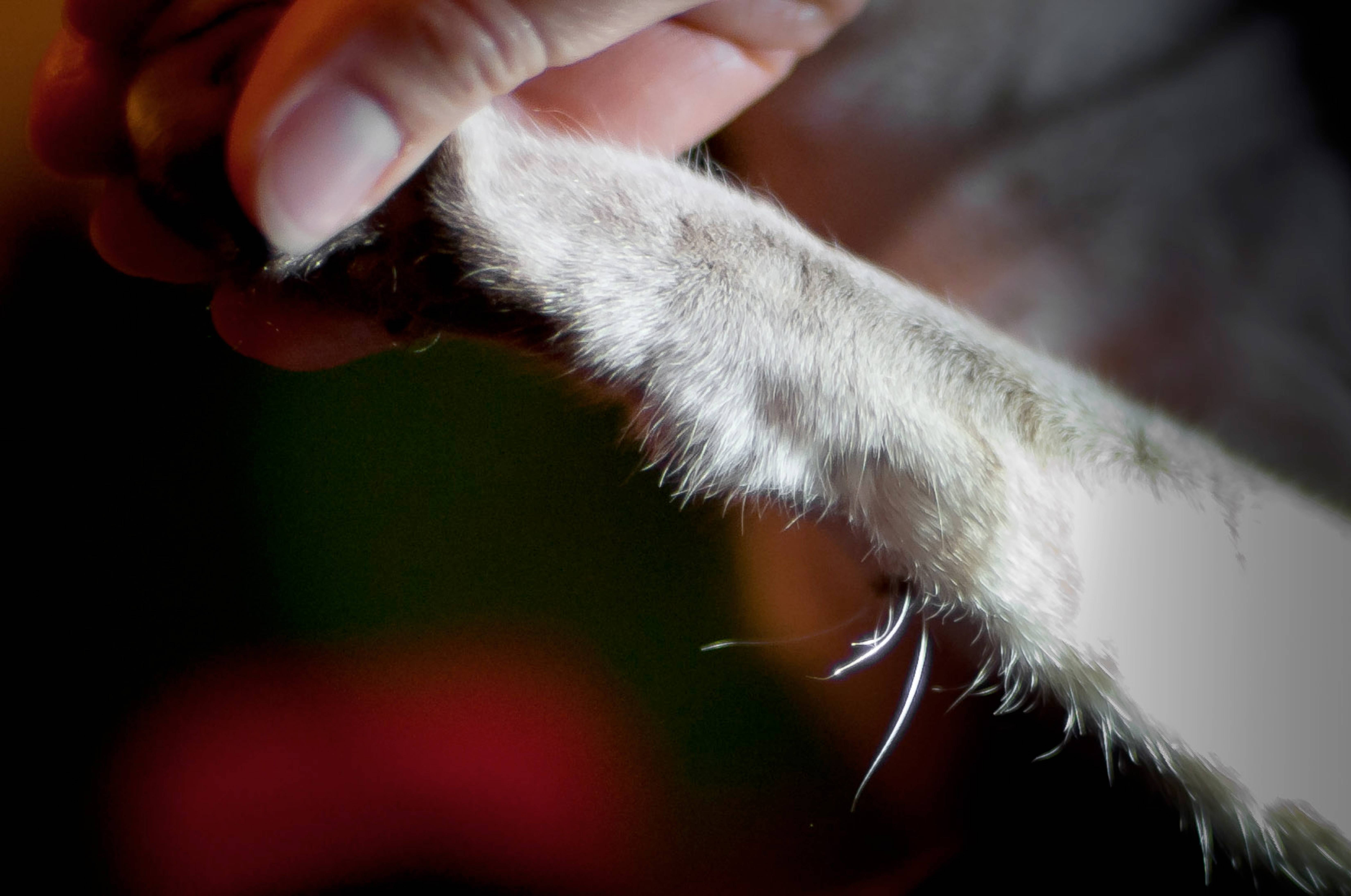 Что такое вибриссы и зачем они кошке? усы кошки - осязание вибриссы у кота - новая медицина