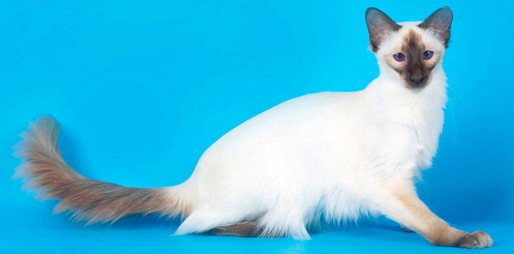 Порода кошки балинез или балинезийская: характер, описание