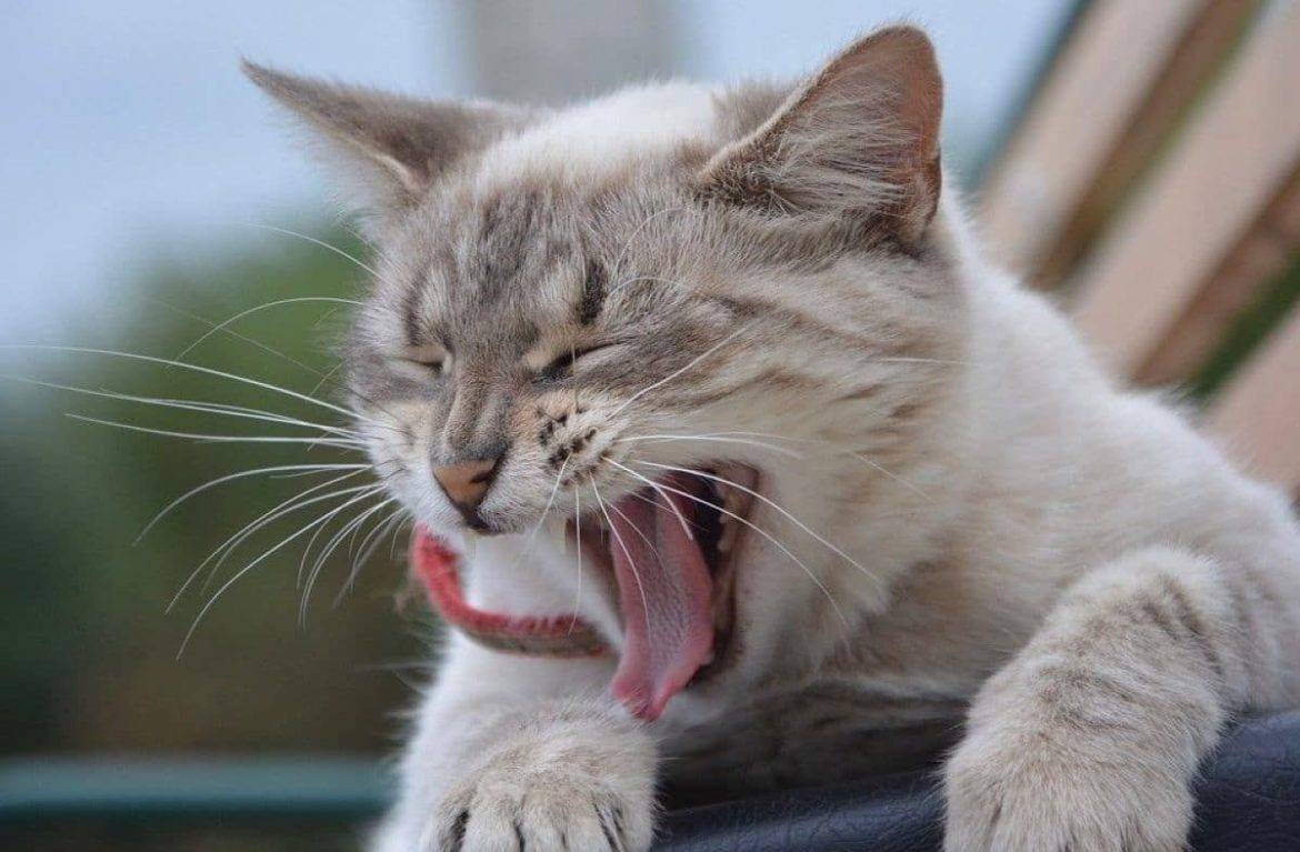 Почему кошки и коты зевают: причины зевоты, как отличить естественный и вынужденный процесс и чем помочь питомцу в случае необходимости