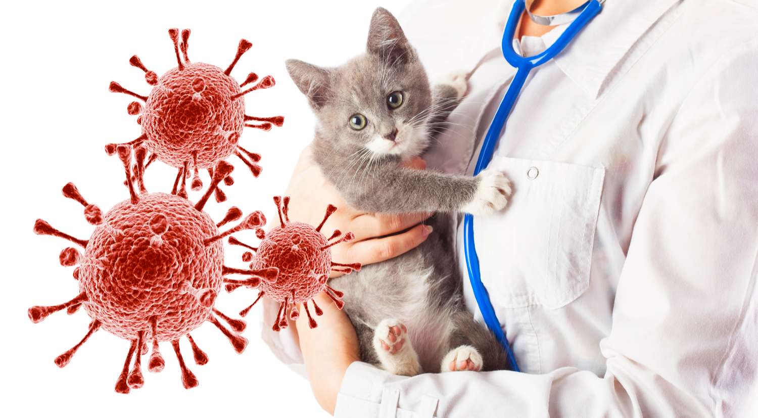 Вирусный перитонит у кошек: симптомы, лечение, профилактика
вирусный перитонит у кошек: симптомы, лечение, профилактика