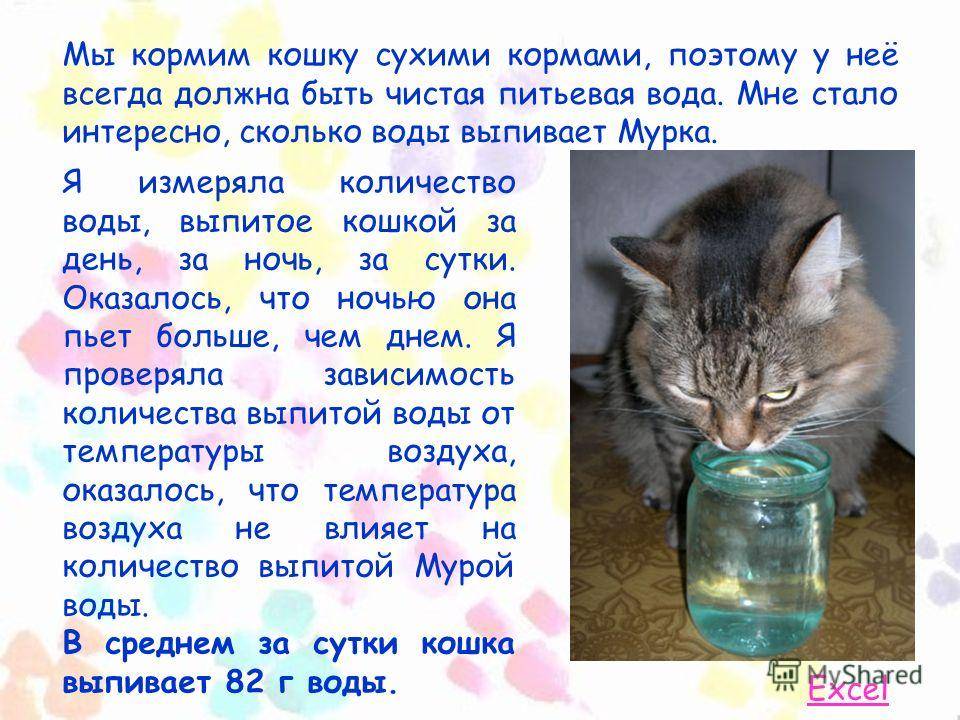 Можно ли котятам воду. Кот пьет много воды. Котенок пьет много воды. Кошки пьющие воду. Кошка пьет много воды причины.