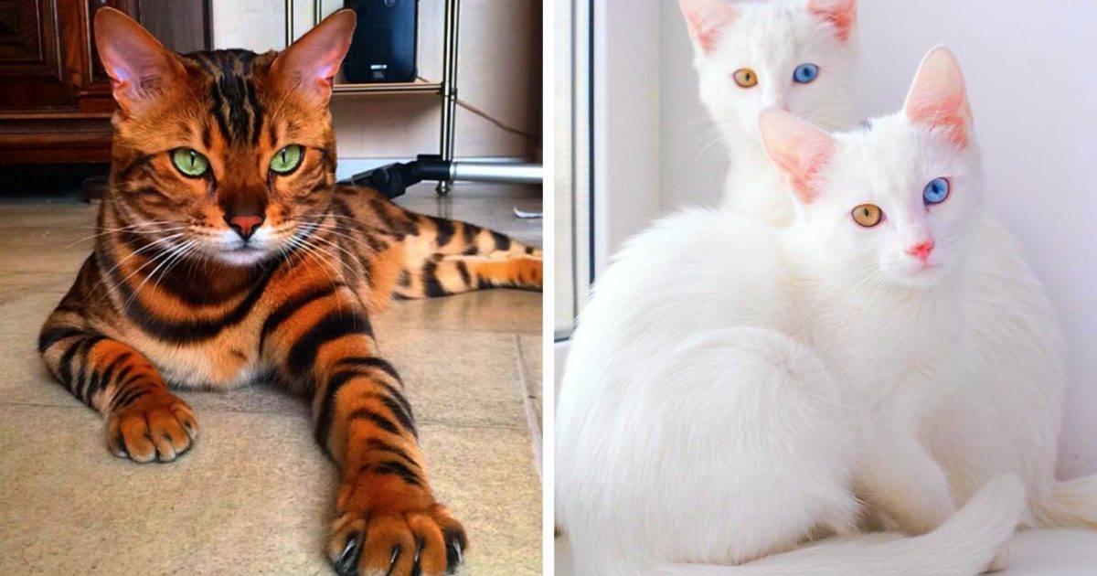 Модные породы кошек: топ-20 популярных пород с фотографиями