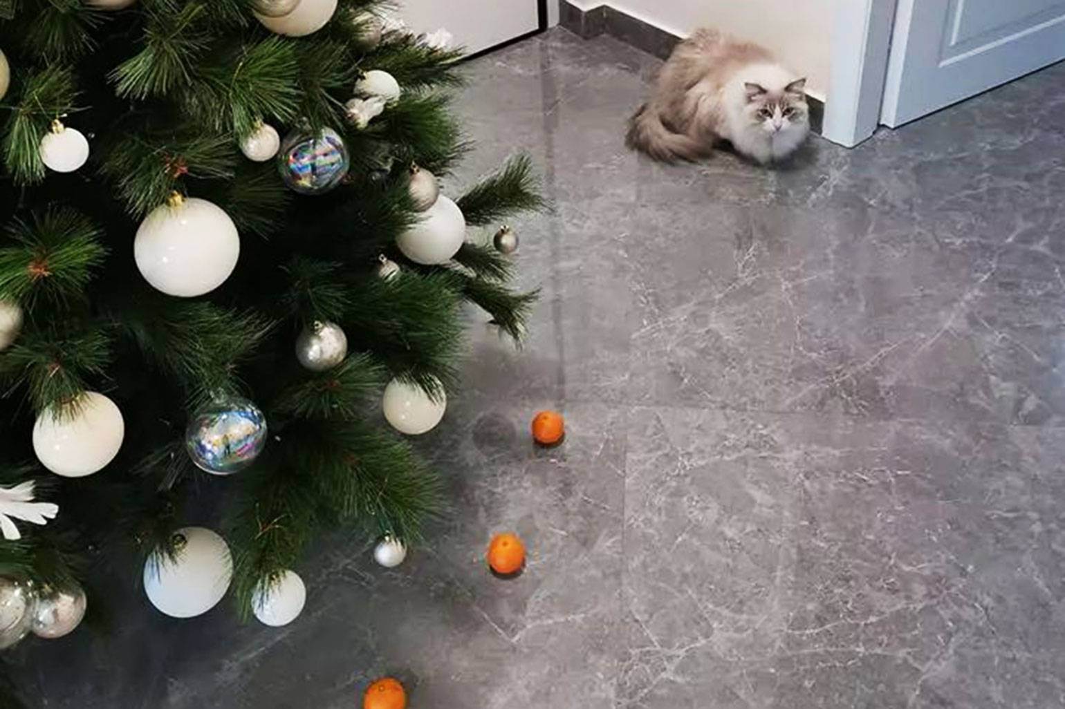 Кот съел дождик с елки: что делать и нужно ли беспокоиться