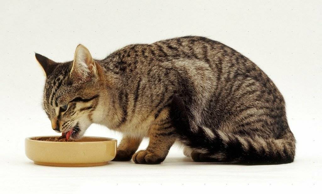 Чем кормить кошку при почечной недостаточности