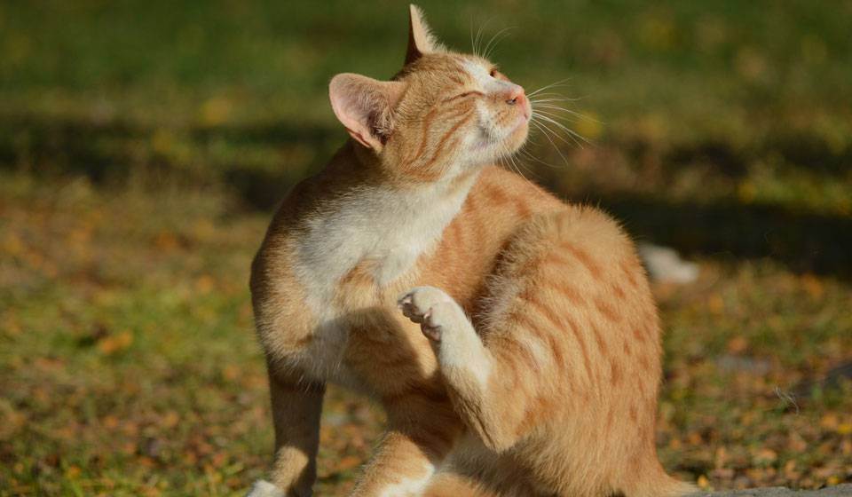 Узнаем можно ли мыть кошек дегтярным мылом, хозяйственным, детским, обычным? дегтярное мыло от вшей и блох: способ применения и эффективность кошку мыть дегтярным мылом постоянно