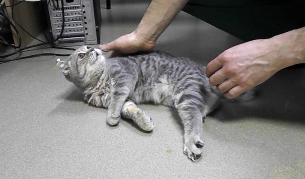 Рахит у кошек и котят: симптомы и лечение