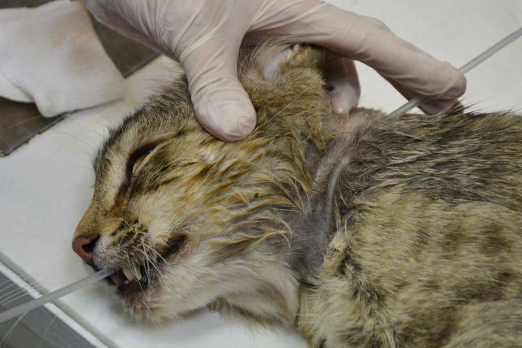 Кровянистые выделения у кошек: симптомы, признак мочекаменной болезни и лечение