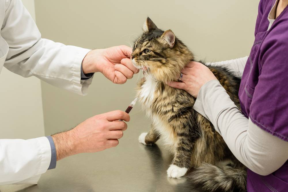 Инфекционные болезни кошек: симптомы и лечение самых популярных