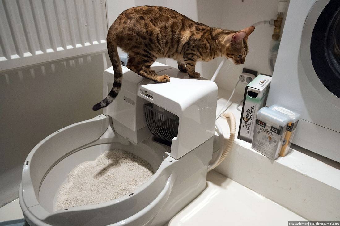 Туалет для кошки: как выбрать. 3 совета от заводчиков