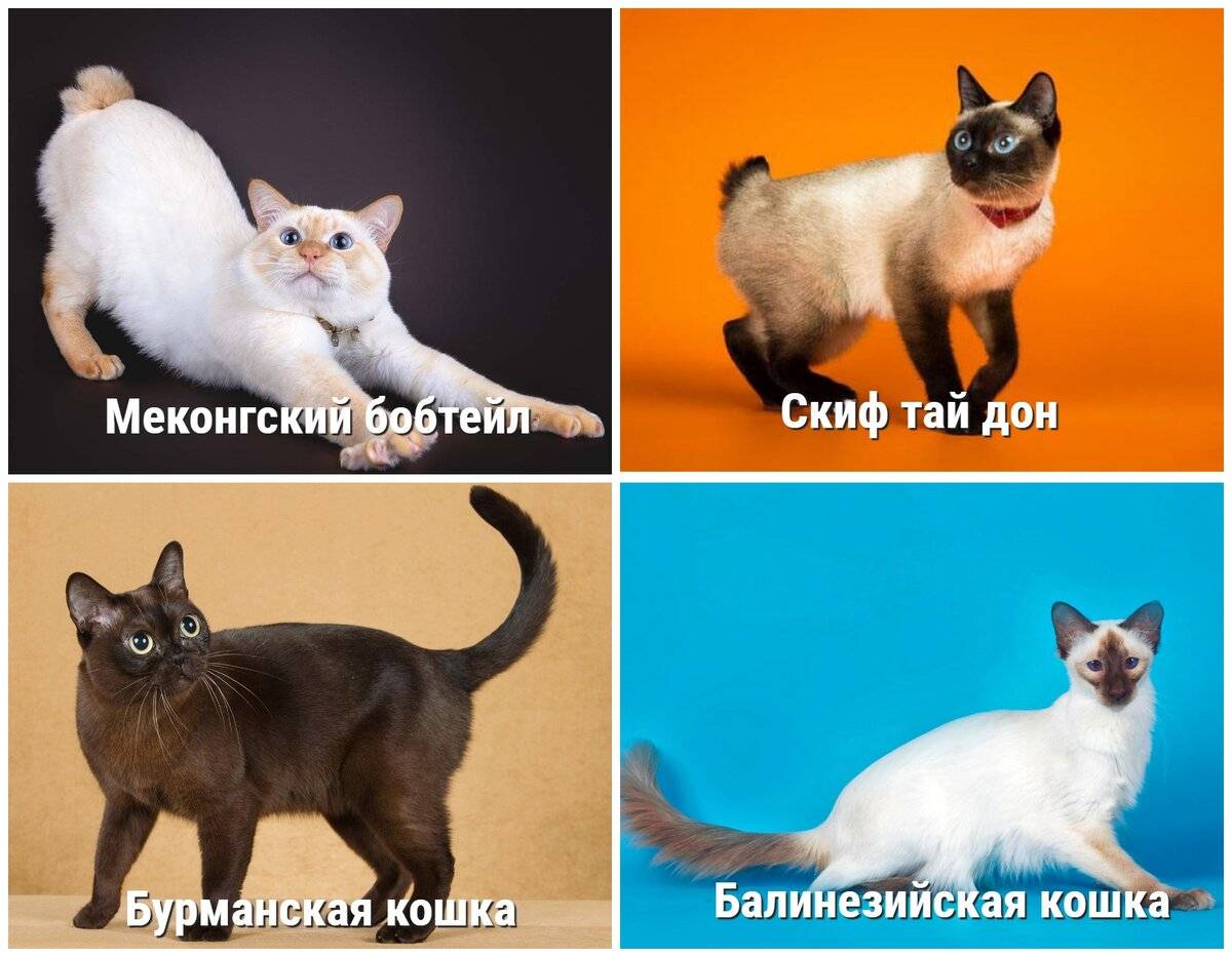 Породы кошек которые не линяют - список и описание