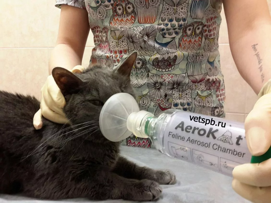 Астма у кошек: симптомы, причины, способы диагностики, лечение и профилактика